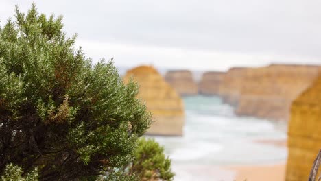 lush greenery frames the iconic limestone stacks of the twelve apostles under soft, natural lighting along australia's great ocean road