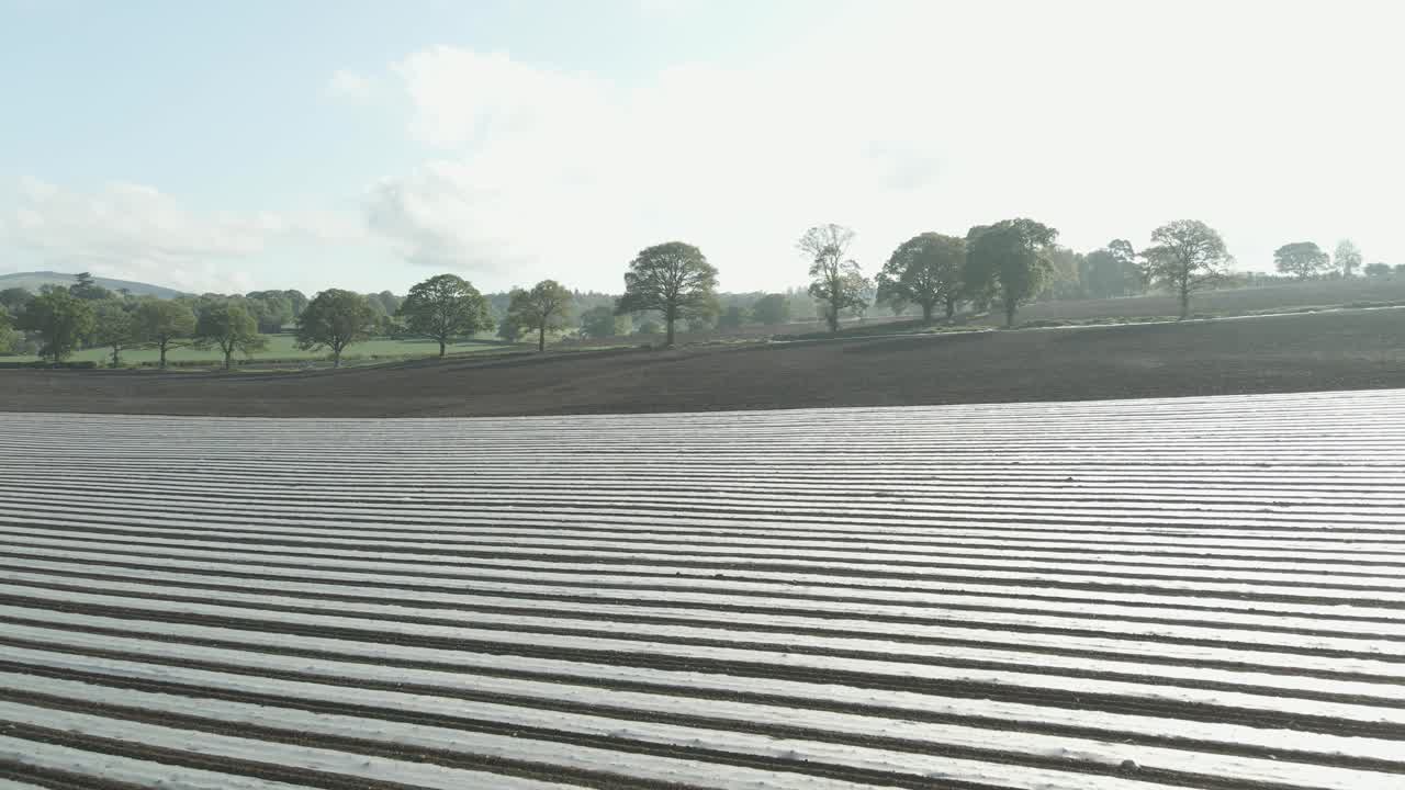 토양 태양화 - 해충을 통제하기 위해  ⁇ 에 투명한 플라스틱 타프