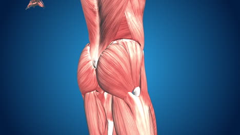 human muscle anatomy of the hip and thigh