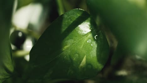 gota de agua cayendo en cámara lenta sobre una hoja verde, primer plano, alta velocidad
