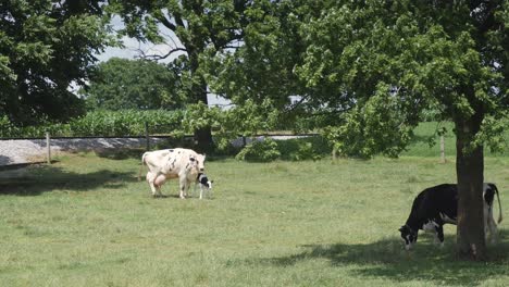 vaca amish protegiendo a su ternero recién nacido
