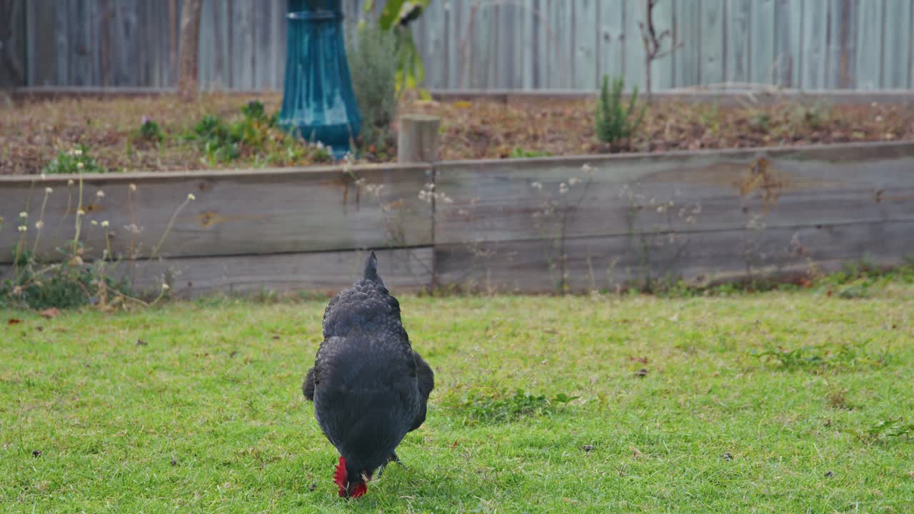 A black chicken looking for her food on the green grass of a backyard suburban homestead