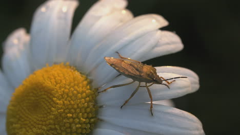 un insecto en una margarita