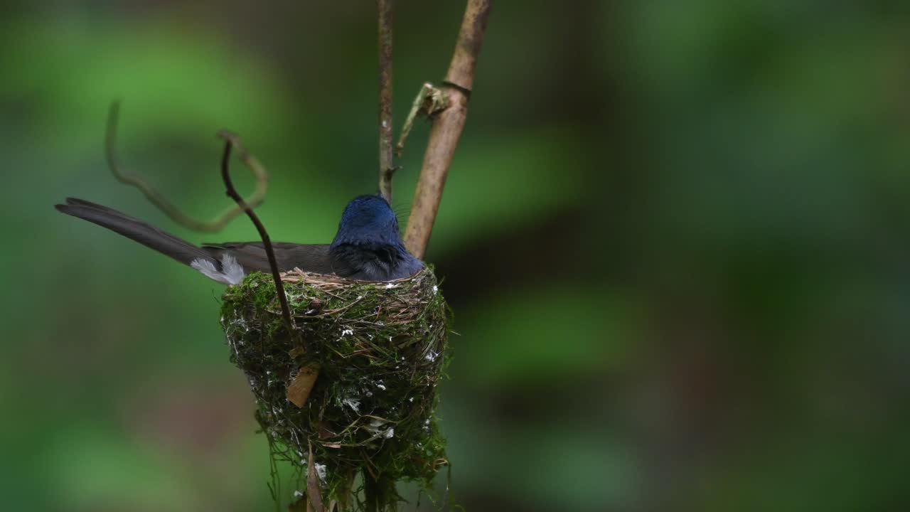 Black-naped Blue Flycatcher, Hypothymis azurea, Thailand