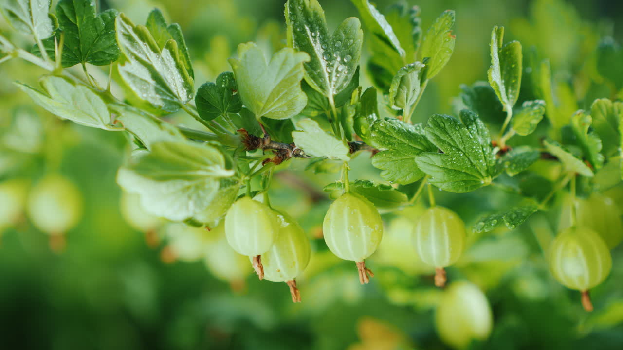 녹색 부시 비타민과 과일 4k 비디오의 육즙이 많은 구스베리