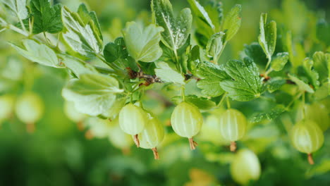 Juicy-Gooseberries-On-A-Green-Bush-Vitamins-And-Fruits-4K-Video
