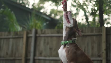 brown and white pitbull terrier mix chews on rope hanging from tree with wooden fence in background