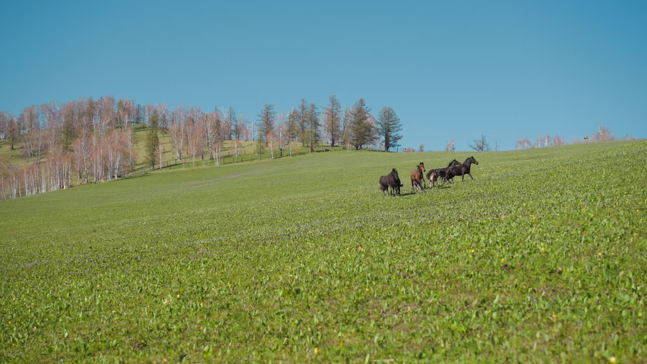 Una mandria di cavalle con puledri corre e si separa nel prato