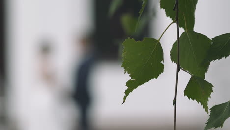 Zarter-Zweig-Einer-Birke-Mit-Grünen-Blättern-Im-Frühlingspark