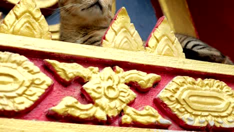 cute and lovely stray cat in buddhist temple in thailand.