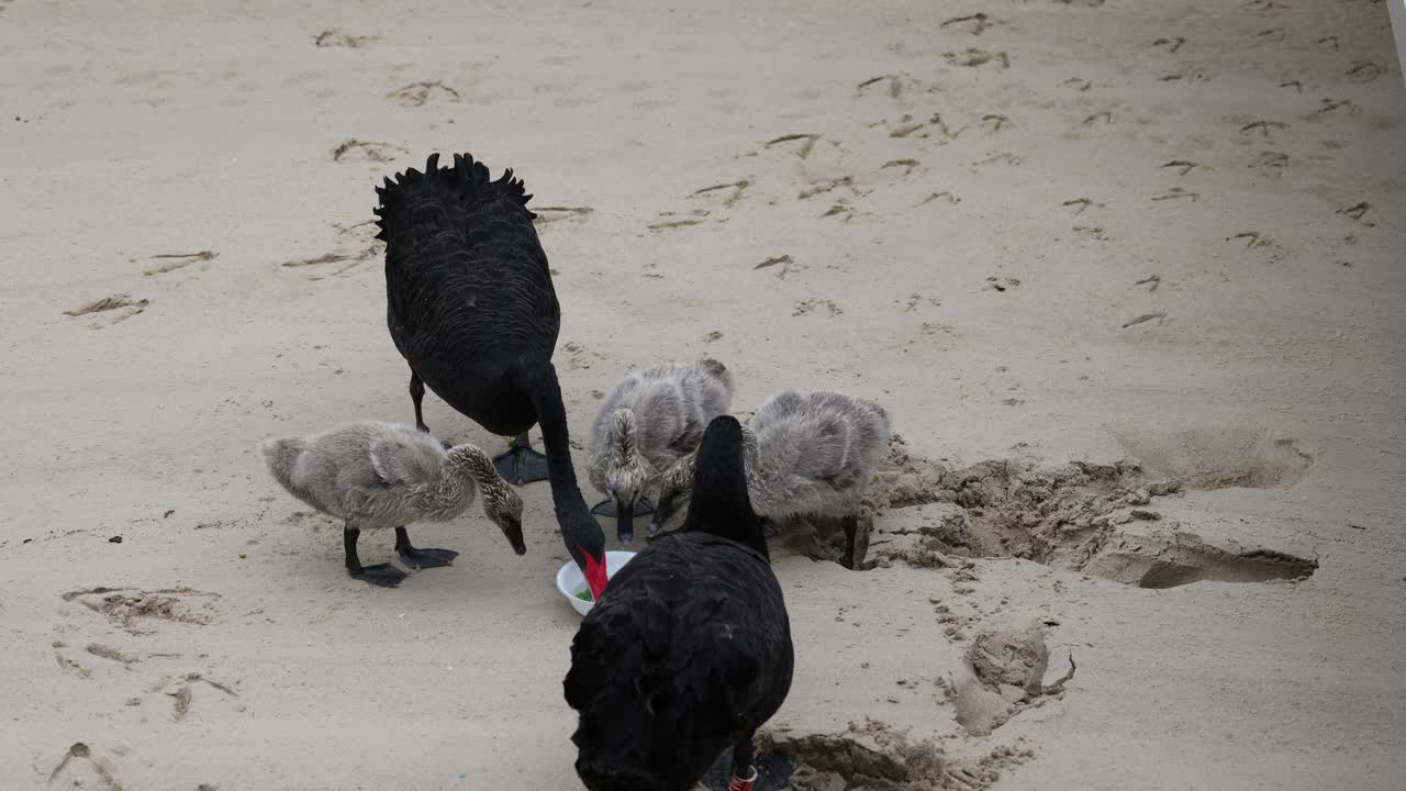 cisnes negros adultos alimentando a los cisnes jóvenes en la playa de arena