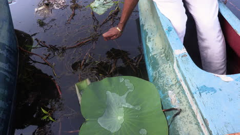 Green-lily-pads-float-on-the-smooth