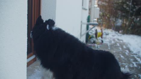 medium shot of a dog waiting at the backdoor, door opens dog enters the house