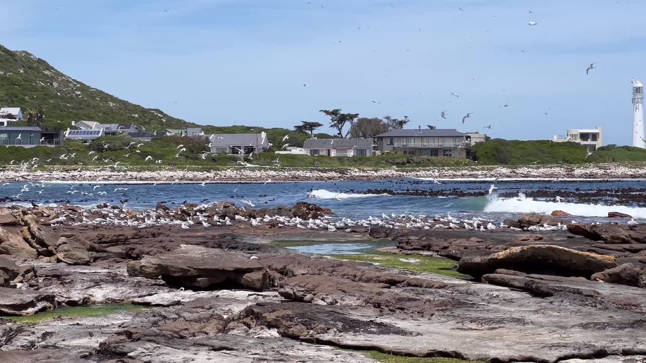 A flock of Terns next to the sea
