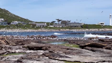 a flock of terns next to the sea