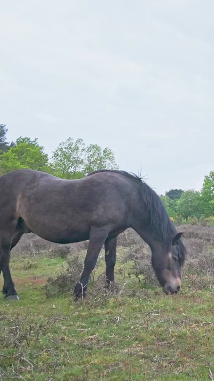 Wild pony grazing on open heathland grass in natural setting VERTICAL