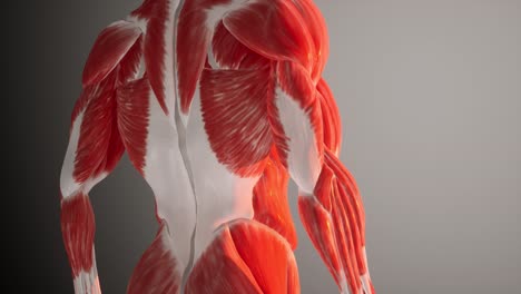 3d animation of human muscular system anatomy