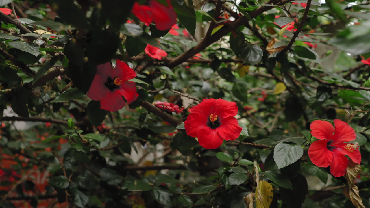 gimbal caminhando para frente se aproximando de uma linda flor de hibisco vermelho em área urbana