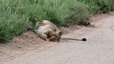 a lioness laying on her back on the side of the road in the kalahari national park