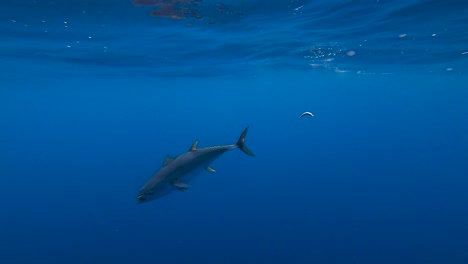 underwater view of a yellowfin tuna in slow-motion