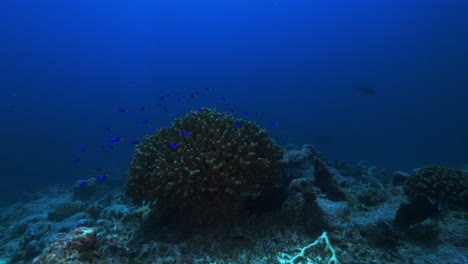 A-beautiful-underwater-view-of-a-huge-hard-coral-standing-tall-against-the-deep-blue-ocean-backdrop