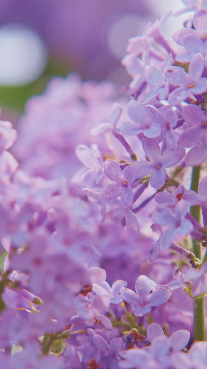 Flores macias de lilás roxo preenchem o quadro. As pétalas brilham com a suave luz do sol. Flores delicadas criam um aglomerado sonhador. O fundo desfoca-se numa névoa suave de lavanda.