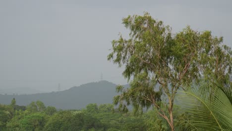 a tall tree rising above the foliage and swaying in the soft wind on a sunny day