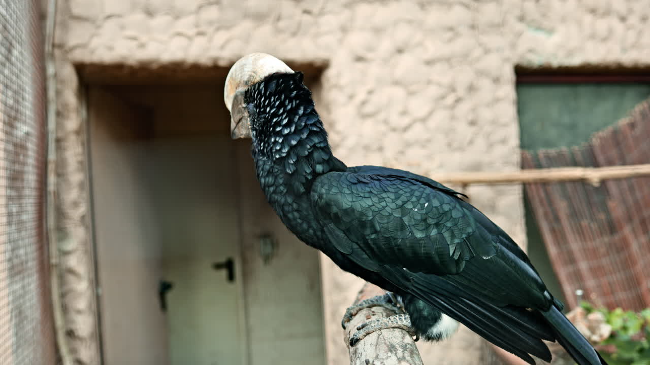 Seltener Vogel mit einzigartigem gekrümmtem Schnabel sitzt auf einem Ast in seinem natürlichen Lebensraum und präsentiert seine auffälligen Federn und Farben, während er seine Umgebung beobachtet.
