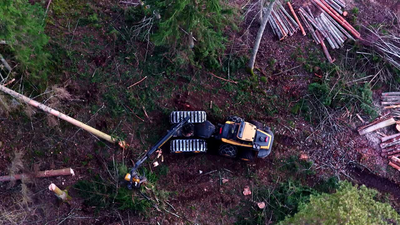 Forest harvester machine working, cutting wood logs for timber production