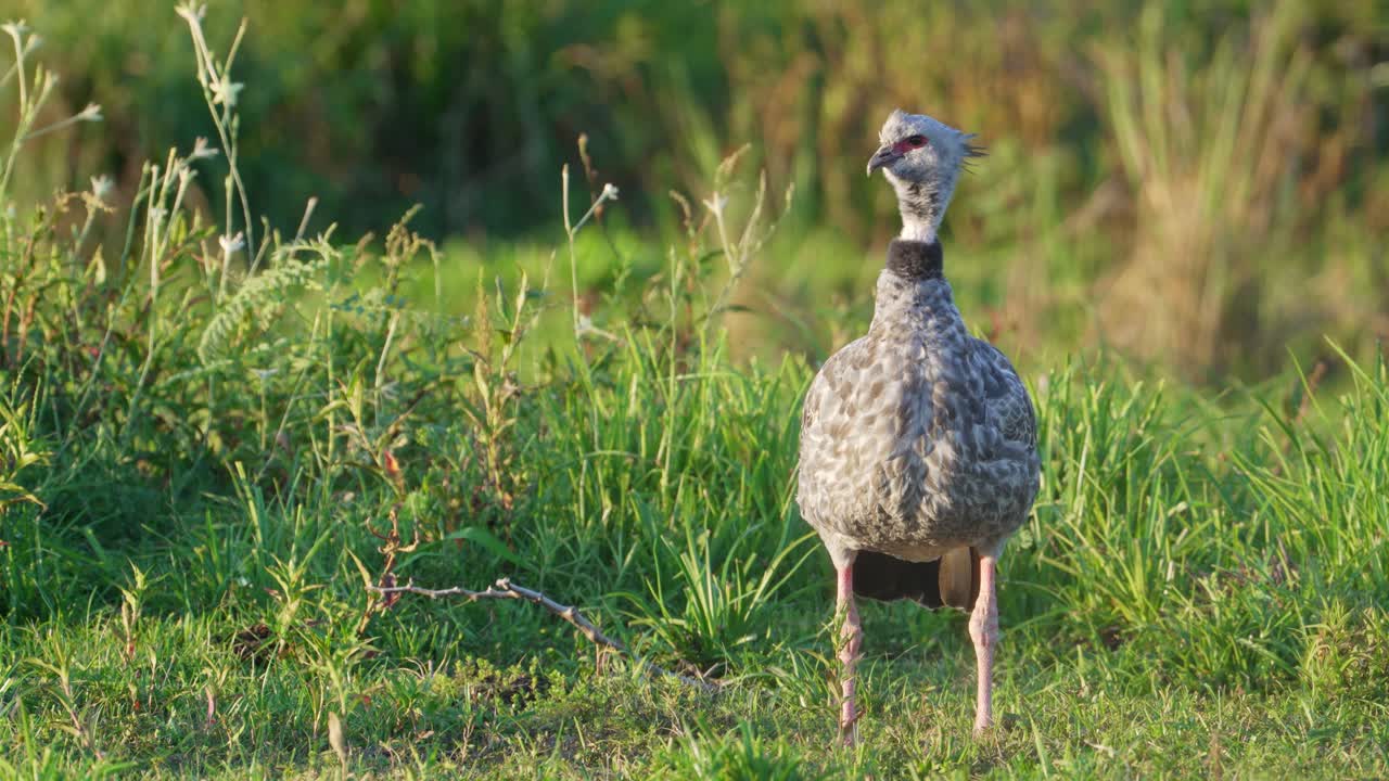 Front facing southern screamer, chauna torquata standing still on the ground, looking to the left surrounded by grassy vegetations under beautiful sunlight at ibera wetlands, pantanal natural region
