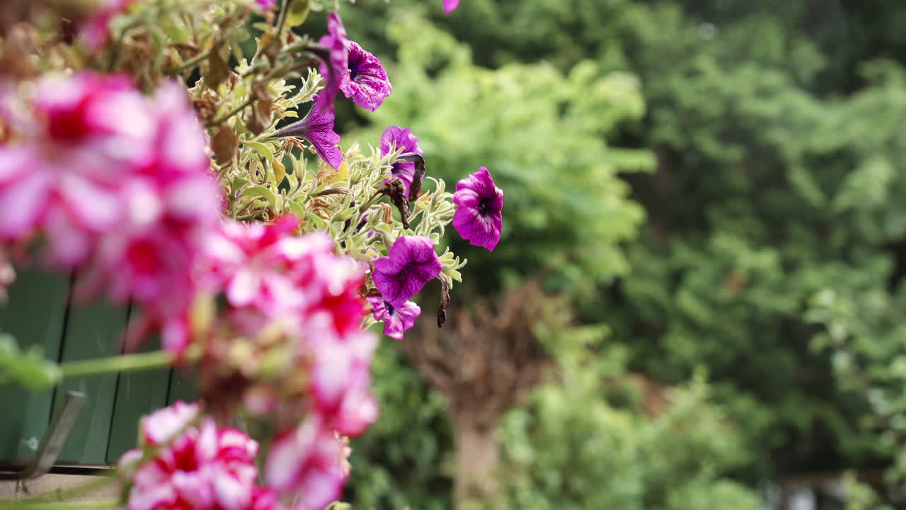 petunias moradas en un balcón durante la lluvia ligera