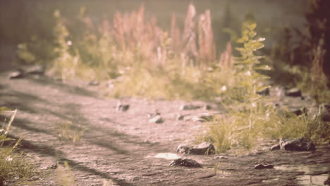 countryside road in summer morning