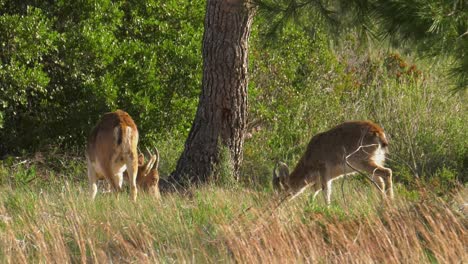 Female-Iberian-Ibex-with-young-in-natural-environment,-mountain-goats