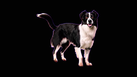 cute border collie dog animation isolated asset, transparent 4k video, alpha channel, prores 4444
