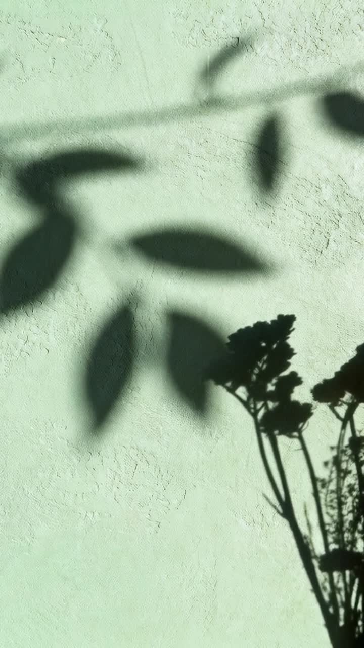 Vertical video: Shifting sun moving leaf shadows across mint wall, casting bloom stems wire shadow