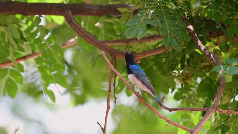 Blue-and-white-Flycatcher,-Cyanoptila-cyanomelana,-is-a-migratory-bird-to-Thailand-and-this-one-is-perched-on-a-branch-while-a-strong-wind-is-blowing