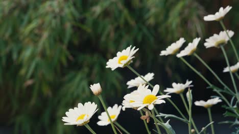 Sommerszene-Mit-Weißen-Gänseblümchen-Blumen-Vor-Einem-Unscharfen-Hintergrund