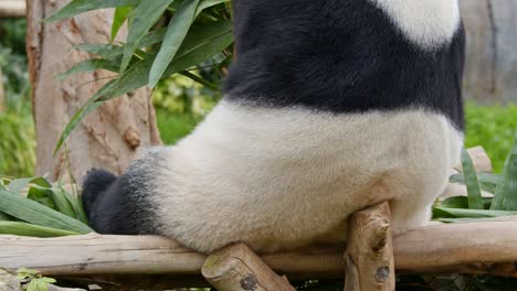 el panda comiendo bambú.