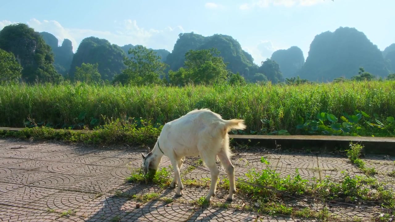 Một con dê đang gặm cỏ trong khung cảnh nông thôn Ninh Bình với những ngọn núi đá vôi hùng vĩ ở phía sau, ghi lại cảnh quan nông thôn đẹp như tranh và nền nông nghiệp địa phương của Việt Nam