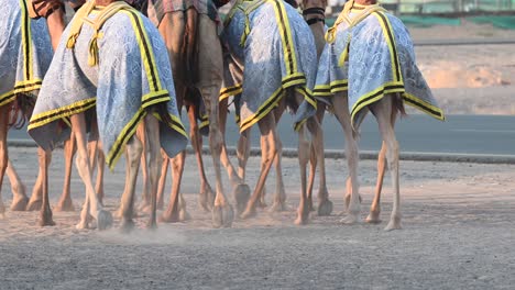 4k: una caravana de camellos durante su ejercicio diario en un campamento de camellos en dubai, emiratos árabes unidos, camello en el desierto del golfo pérsico