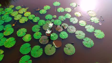 esta es una grabación de drones de 4k de lirios de agua