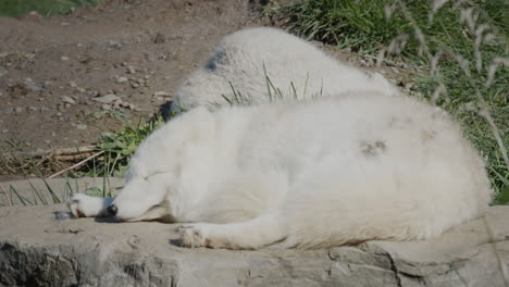 two arctic foxes sleep next to each other