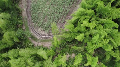 Aerial-top-view-of-vast-Pineapple-fields-in-Cali,-Colombia