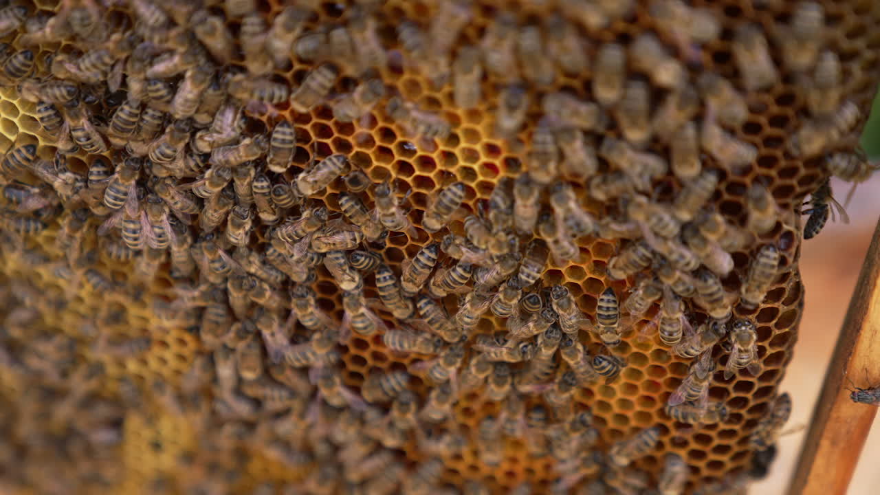 Honey bees working on a honeycomb. Background of a bee frame with bees crawling and producing organic honey. Close-up.