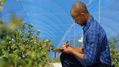 man examining blueberries in blueberry farm 4k