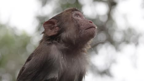 los macacos constituyen un género (macaca) de monos gregarios. los macacos se encuentran en una variedad de hábitats en todo el continente asiático y son altamente adaptables.