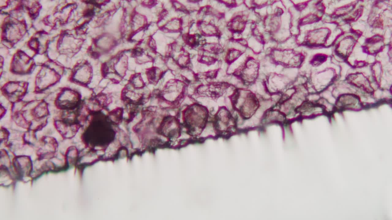 Detailed Microscopic View of Purple Plant Cells