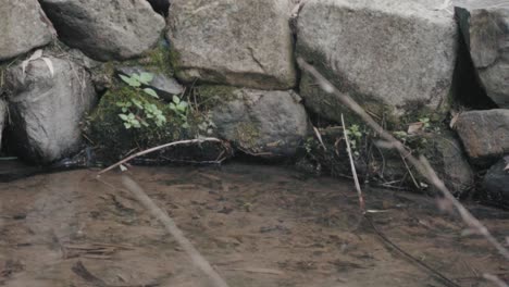 A-dragonfly-performs-"蜻蜓点水"-by-delicately-touching-the-water-with-its-tail,-likely-laying-eggs-in-a-calm-stream-surrounded-by-rocks-and-greenery