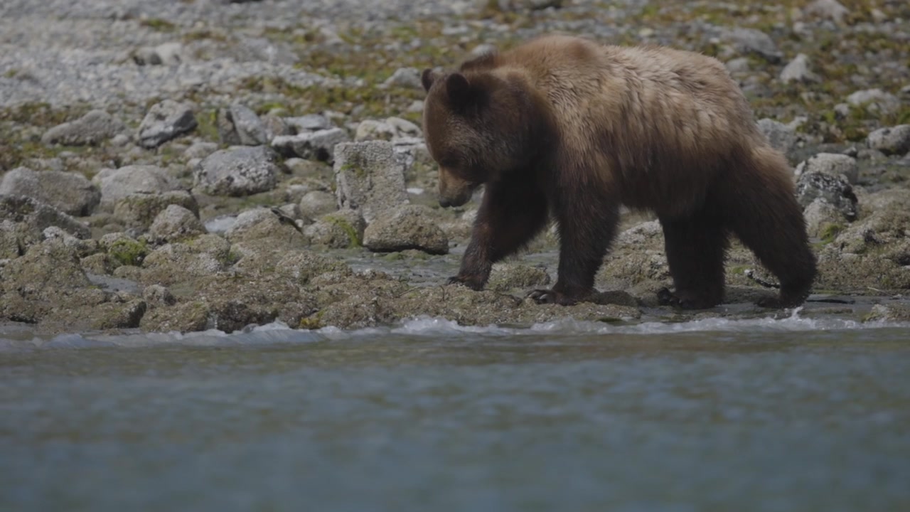 Un'inquadratura cinematografica di un orso bruno selvatico che cerca cibo e cammina lungo una costa rocciosa. Cattura autentici comportamenti della fauna selvatica in un habitat naturale sostenibile.