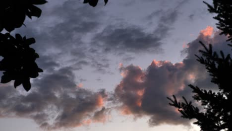 looking on the horizon at dusk with silhouetted trees